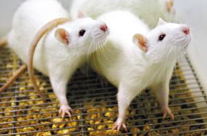 ���ܶ���ʵ������Ļ����ֺ�����Я��Խ��(ͼ)