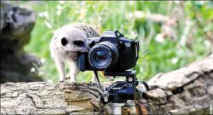 猫鼬劫持照相机为家人抓拍三张照片