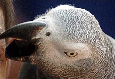 世界最聪明鹦鹉辞世智商相当5岁儿童(组图)_科