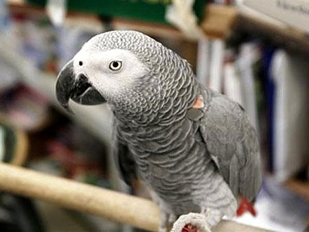 世界最聪明鹦鹉辞世智商相当5岁儿童(组图)_科