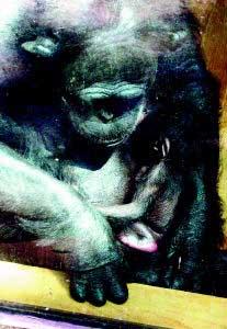 ����Ұ���������������