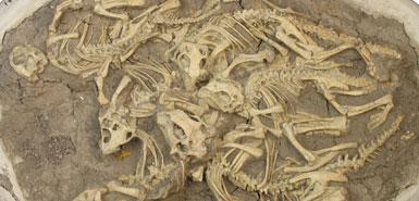 ����������������ж�����6�����������ʯ