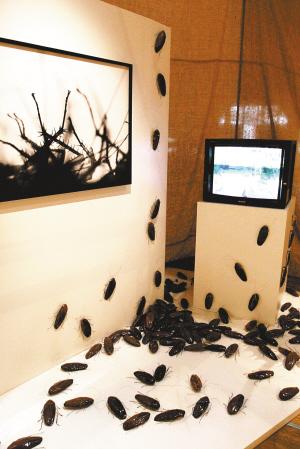 法国动物行为艺术展:用动物造型说话(组图)