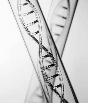 美科学家称合成新生命体拥有人工DNA(图)