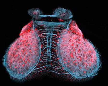 2007年最佳显微照片转基因老鼠胚胎居首(图)