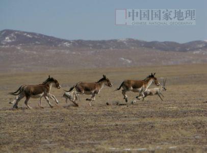 图文：乌兰乌拉湖边奔腾的藏野驴