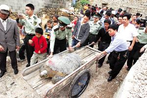 福州放生巨型海龟