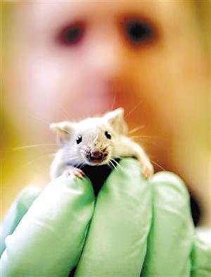 美科学家培育出超级老鼠吃得多不长胖_科学探