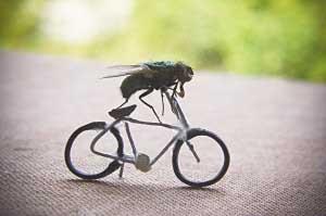 用娱乐眼光看苍蝇:弹钢琴骑车弹贝司(组图)_科