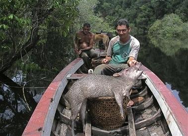 荷兰科学家声称在亚马逊流域发现新种野猪
