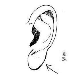 垂珠(图片来源于作者) 垂珠(图片来源于作者)