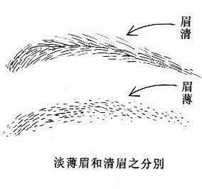 淡薄眉和清眉(图片来源于作者) 淡薄眉和清眉(图片来源于作者)