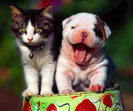 ���ͼƬ������һҳ