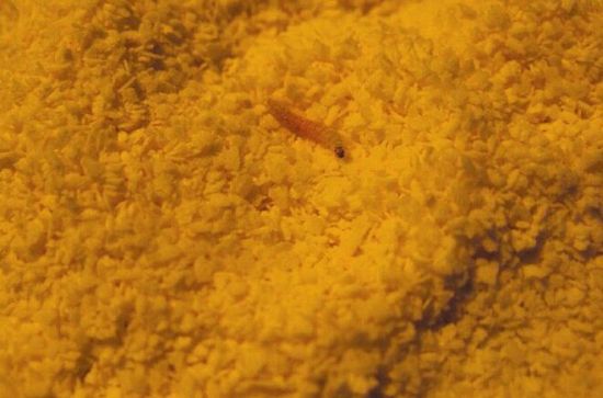 米粉里的虫子 米粉里的虫子