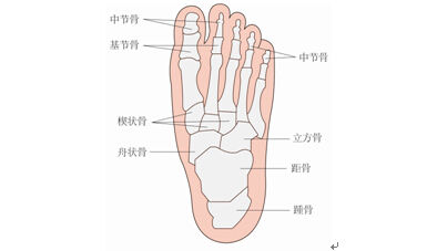 脚的生理结构:脚部骨骼
