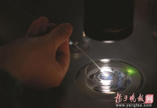 南京市妇幼保健院生值中心,医生正在进行胚胎移植操作 南京市妇幼保健院生值中心,医生正在进行胚胎移植操作