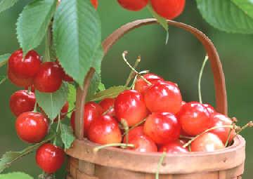 立夏尝“三新”