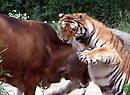 ȫʵϻʳ