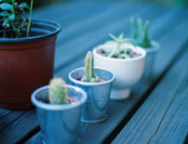 不只植树节才发现植物之美