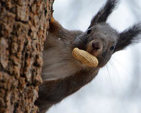 藏个猫猫吓吓你