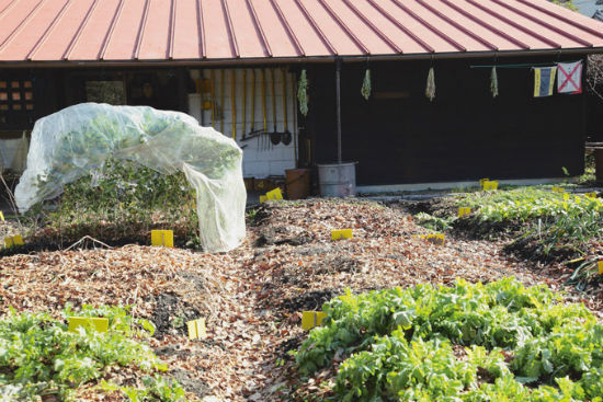 津端家的小屋和菜园