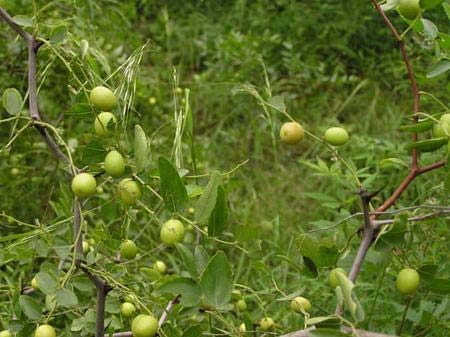 21.酸枣树--写给母亲(图)_美人如诗 草木如织_深