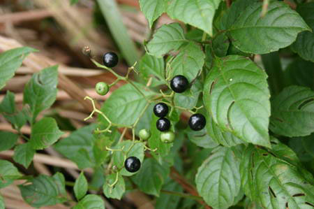 50.至情的背景--乌蔹莓(图)_美人如诗 草木如织