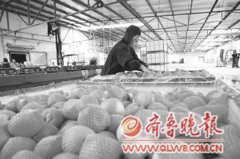 ▲冷藏厂的工人正在把即将入库的苹果分类处理。本报记者 赵金阳 摄 ▲冷藏厂的工人正在把即将入库的苹果分类处理。本报记者 赵金阳 摄