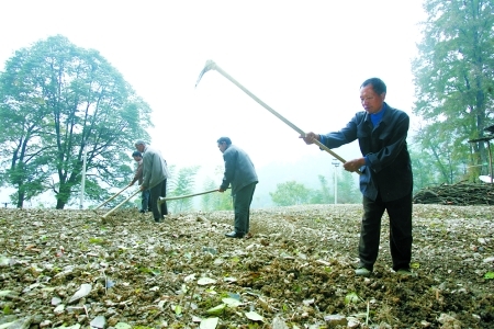 秀山县孝溪乡,村民正在打理复垦后的耕地,准备种植金银花。 秀山县孝溪乡,村民正在打理复垦后的耕地,准备种植金银花。