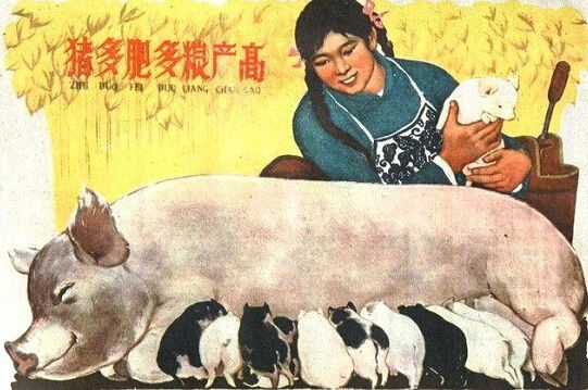 1960年代的养猪宣传画 1960年代的养猪宣传画