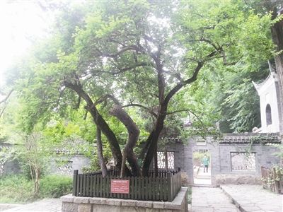 被折枝后的“欧梅” 被折枝后的“欧梅”