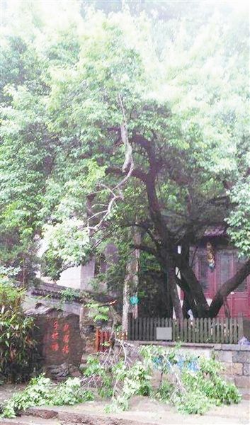 “欧梅”折枝现场 “欧梅”折枝现场