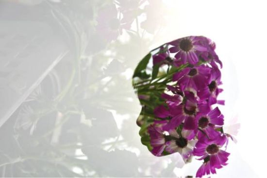 Risna Hermanto的摄影作品