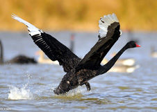 全球最大养老基金亏640亿美元