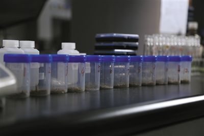 取样并将瓜子粉碎。