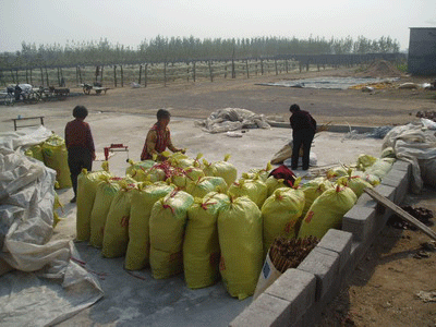 [图文]山东昌乐县叫停无证加工粉条企业_滚动