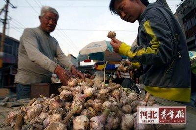 新蒜上市后,疯狂的蒜价有所回落■摄/本报记者任全军 新蒜上市后,疯狂的蒜价有所回落■摄/本报记者任全军