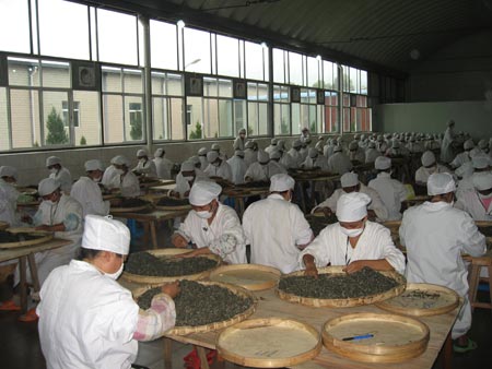 和谐云南盛世兴茶