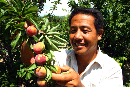 [图文] 无公害 李子 品质好致富快_滚动新闻