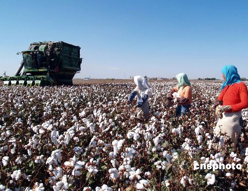 新疆生产建设兵团今年将计划招收五十八万采棉
