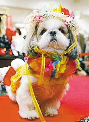 狗狗服饰也有国标了_滚动新闻