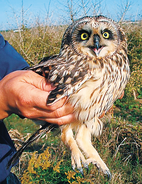 猫头鹰误撞捕鸟网后脱险_滚动新闻