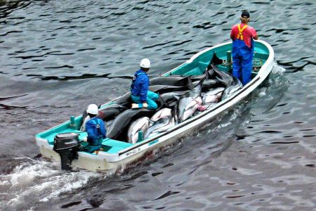虽然海豚和鲸鱼一样同属一个物种,但国际法律只规定禁止捕鲸,却没有禁止捕杀海豚。然而,日本人不仅捕杀海豚,还公然藐视国际法规关于禁止捕鲸的规定,对其他种类的鲸鱼进行大肆捕杀。 虽然海豚和鲸鱼一样同属一个物种,但国际法律只规定禁止捕鲸,却没有禁止捕杀海豚。然而,日本人不仅捕杀海豚,还公然藐视国际法规关于禁止捕鲸的规定,对其他种类的鲸鱼进行大肆捕杀。
