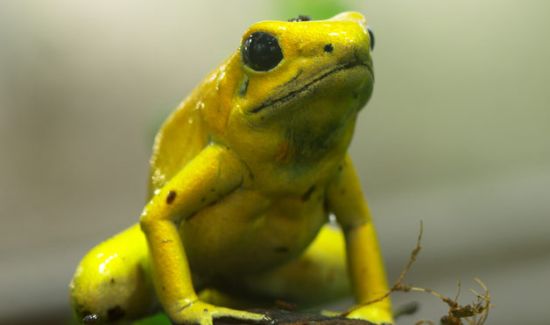 金黄色毒镖蛙 金黄色毒镖蛙