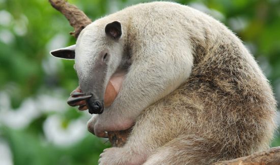 巨型食蚁兽 巨型食蚁兽