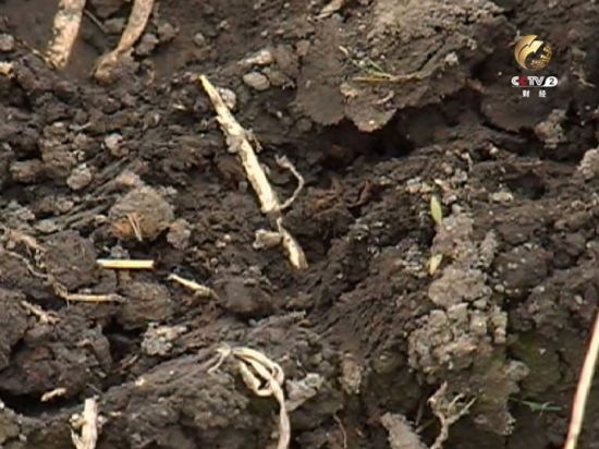 变黑了的土壤 变黑了的土壤