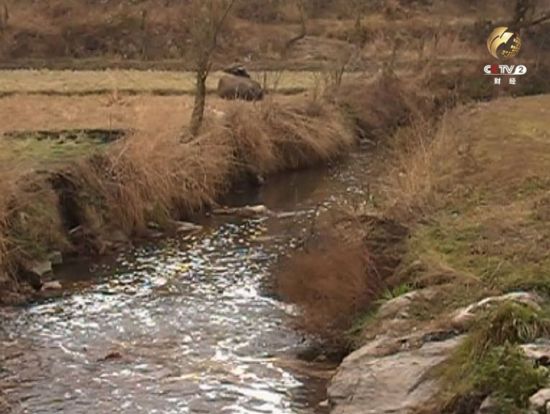 被污染的小河上飘着白色的污染物 被污染的小河上飘着白色的污染物
