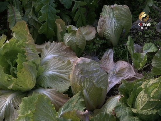 从里往外溃烂的白菜 从里往外溃烂的白菜