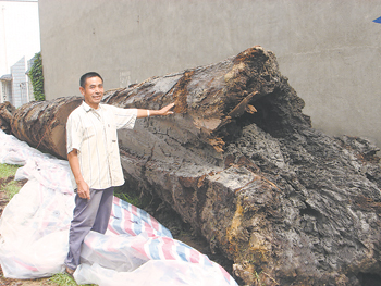 凯江河床上 挖掘机铲出巨型乌木