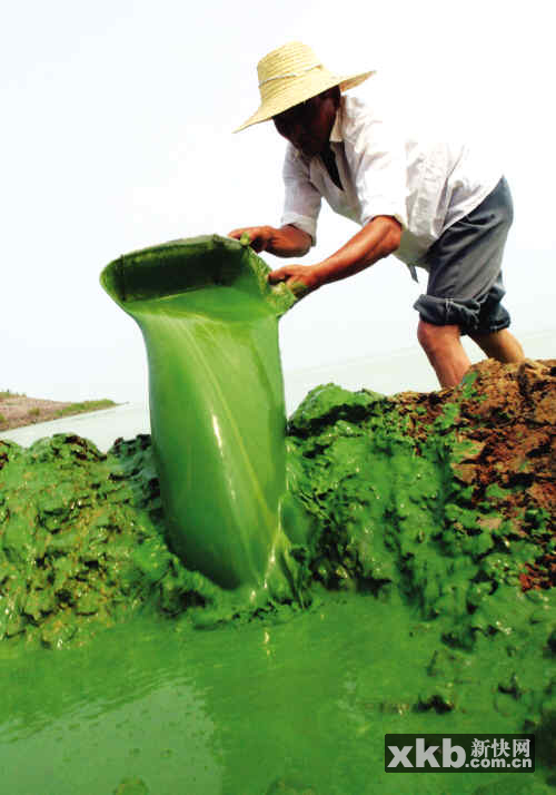 安徽蓝藻复发